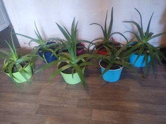 Aloe vera plants