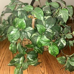 Beautiful House Plant