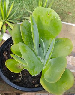 Kalanchoe