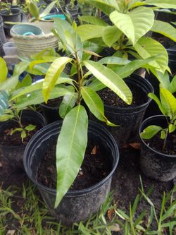 Julie Mango Tree
