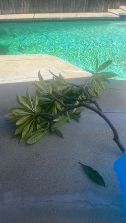 Plumeria cutting