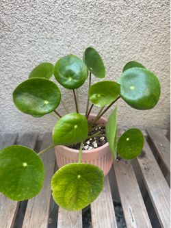 Small Chinese money plant/ufo