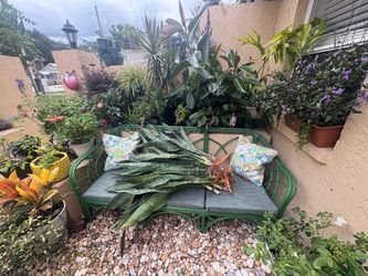 Snake plant bundles