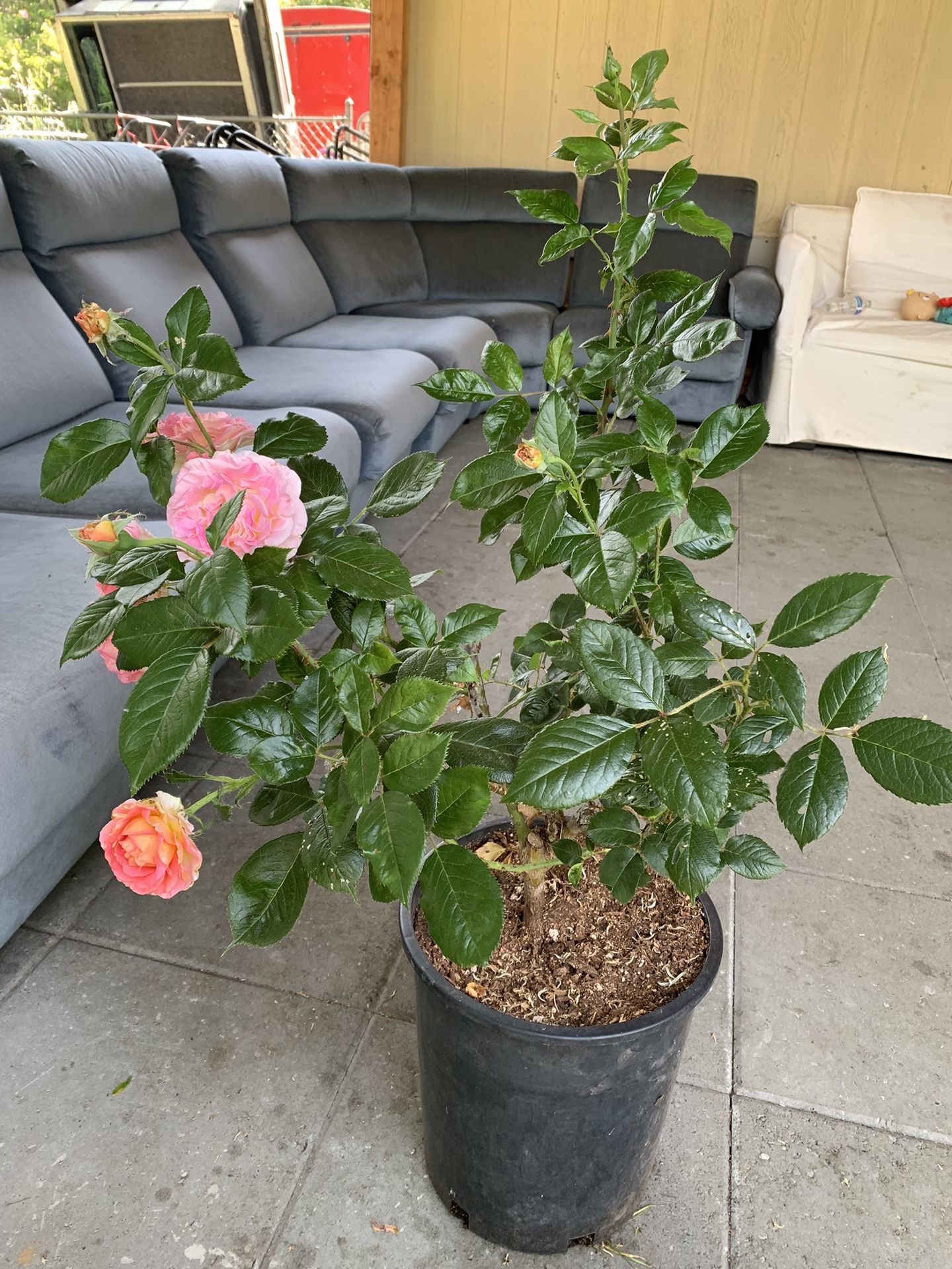 Fragrant rose