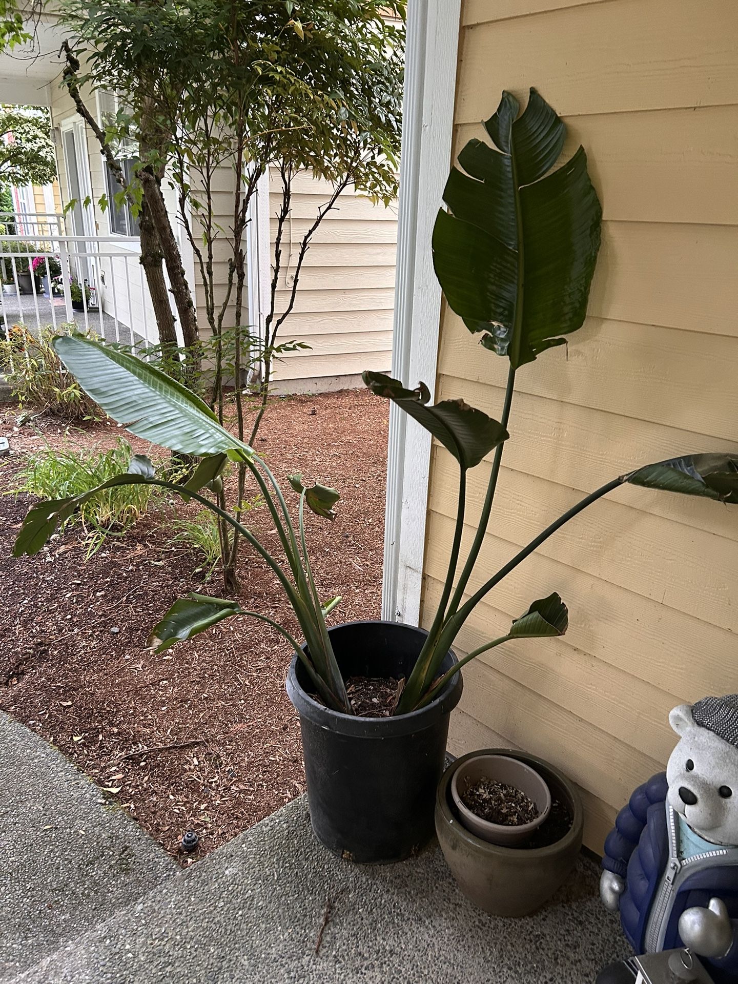 Big Birds Paradise Plant