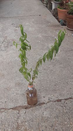 PEACH TREE
