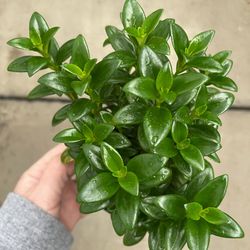 Tradescantia Global Green Plant/ House Plant/ Indoor Plant Flower Patio Garden