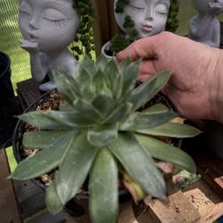 Large Succulent 
