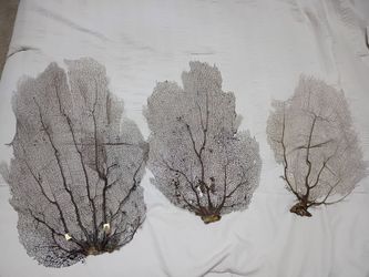Natural Sea Fan Coral Wall Decor. Set of 3