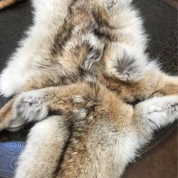 Authentic Luxurious Coyote Skin Pelt