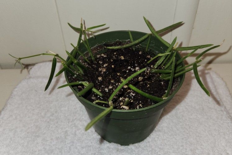 Hoya Linearis Starter Plant