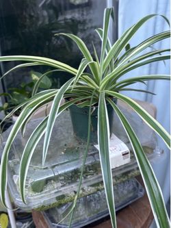 Variegated spider plant