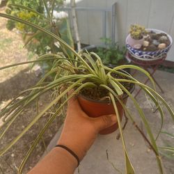 Spider Plants 