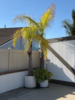 Queen Palm Trees 150.00 each