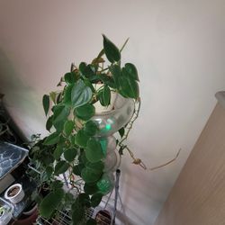Pothos 