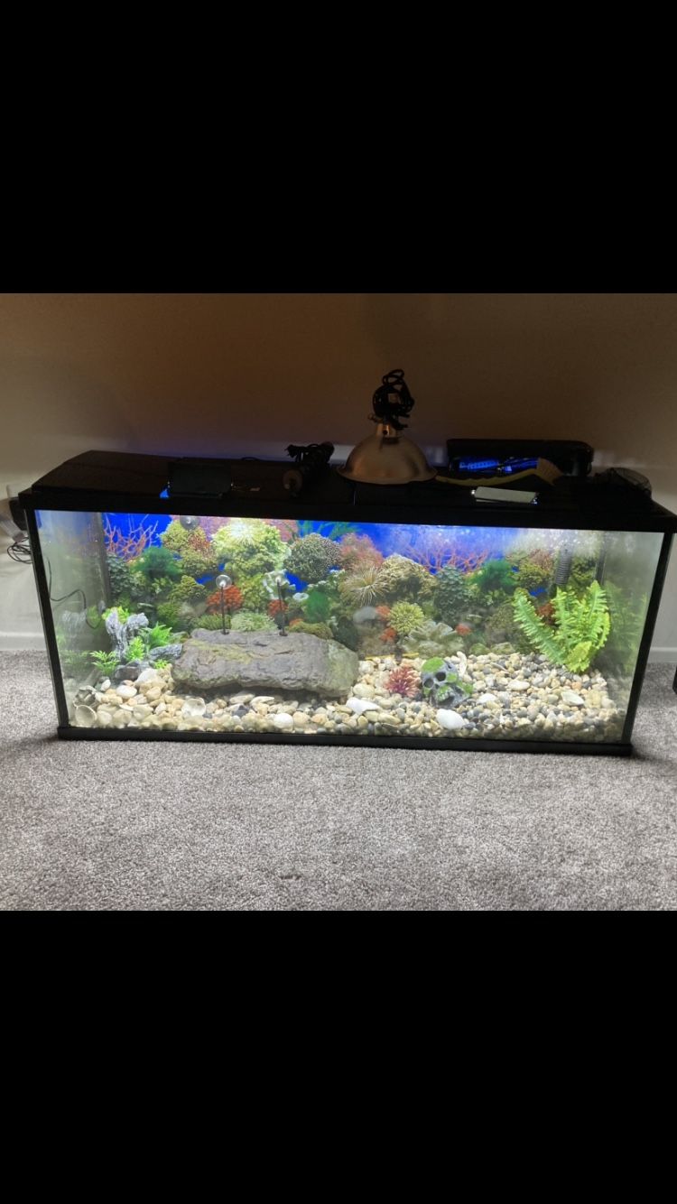 55 Gallon Fish/turtle Tank With Filter , Rocks, LED Lights, All Kinds Of Fish Toys . FULLY LOADED ready To Go 