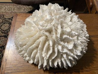 White vintage natural lettuce, sea coral