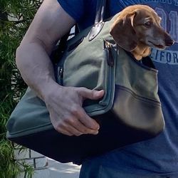 Django Dog Carrier Tote Bag for Small Dogs, Supportive Base - Olive, Medium