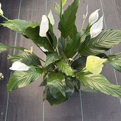 Peace lily on a 6 inch pot