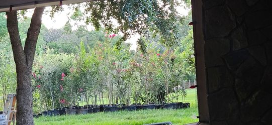 Crepe myrtle dark pink