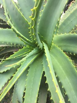 Aloe Vera