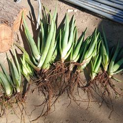 Free Aloe Vera / Savila Plants