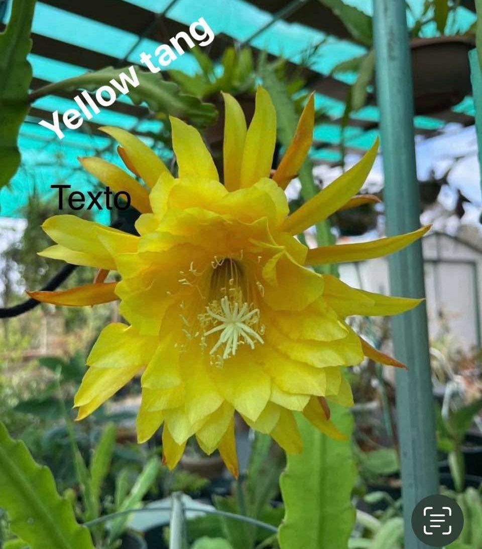 Epiphyllum Yellow Tang