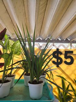 Dracaena