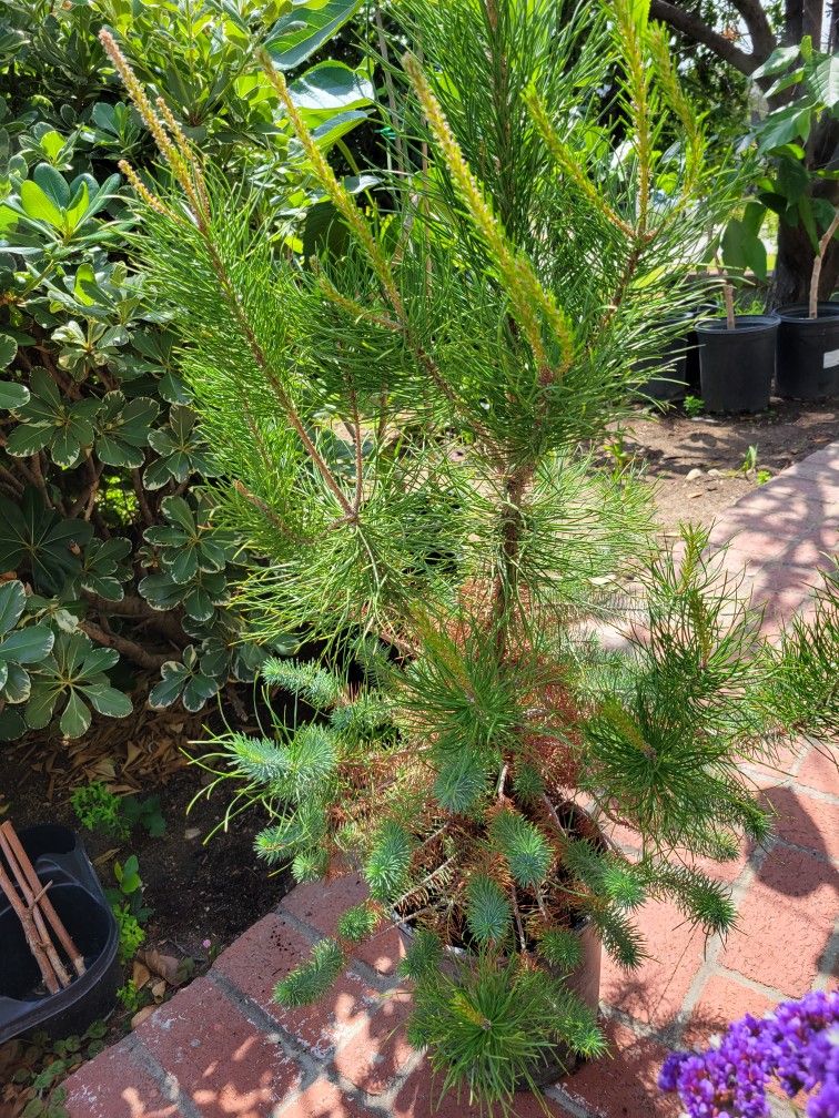Italian Stone Pine Tree