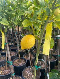 5 Gallon Size- Fruiting Age- Citrus Trees