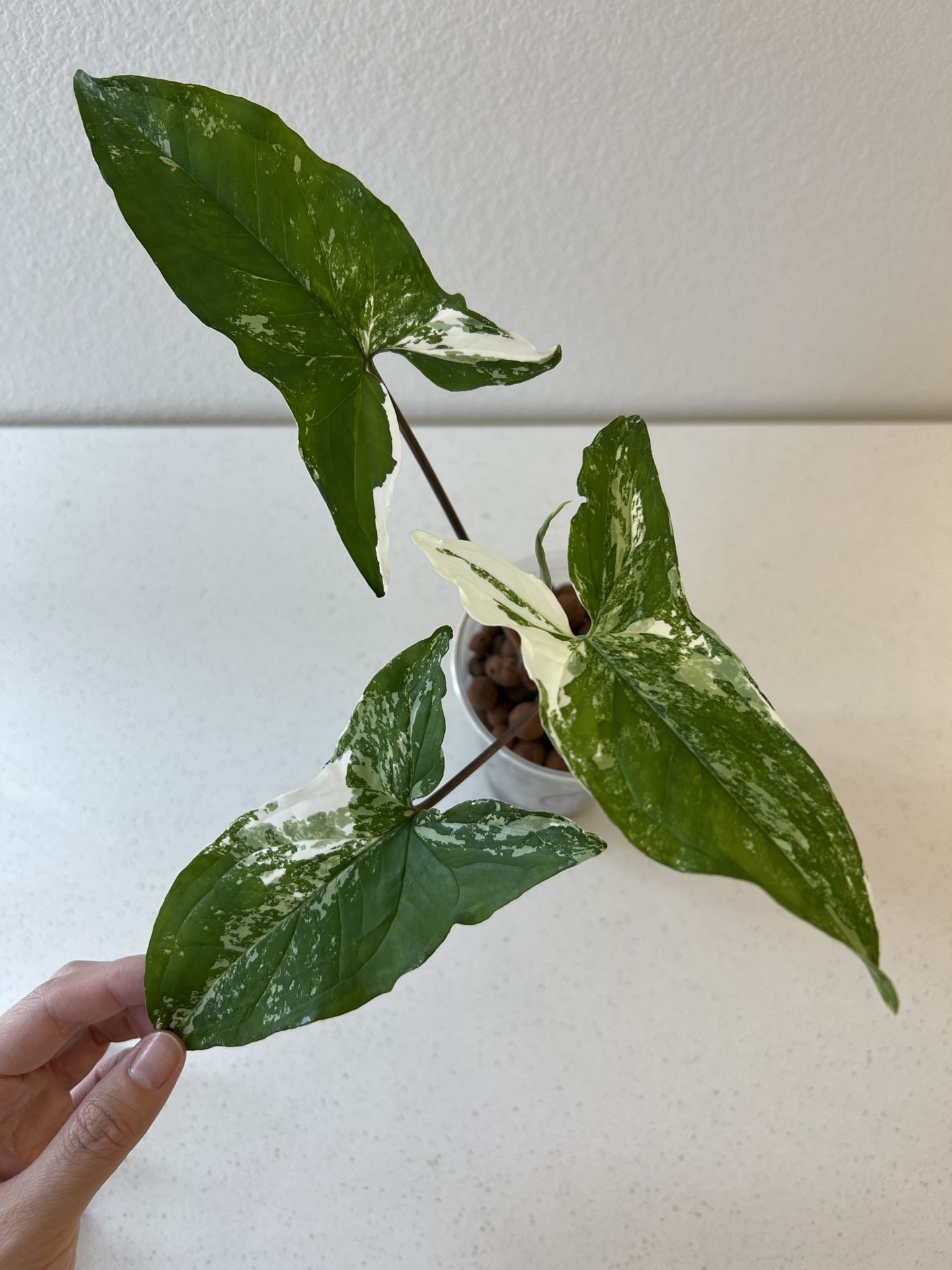 Albo Syngonium Arrowhead Plant Variegated In LECA-Rooted