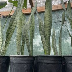 HERMOSAS PLANTAS NATURALES “SNAKE PLANT OR LENGUA DE SUEGRA PLANT 