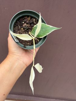 4” Variegated hoya Polyneura