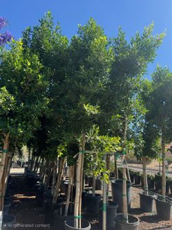 Ficus Tree