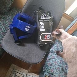 Boxing Gloves And Head Gear Cat Not Included 😭😂😂