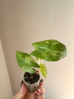 Alocasia pink dragon albo