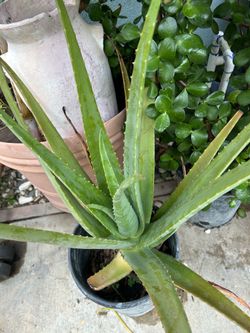 Aloe Vera