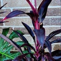 Cordyline Hawaiian T Leaf Plant 