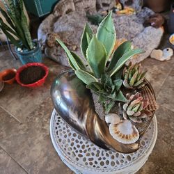 Agave And Interesting Aloe Plants In Gorgeous Bronze Ceramic Shell Pot