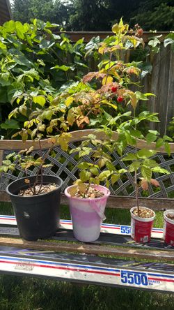 Everbearing Red Raspberry Plants