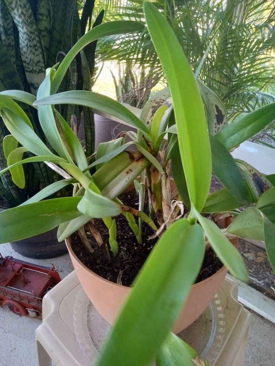 Orchid Plant