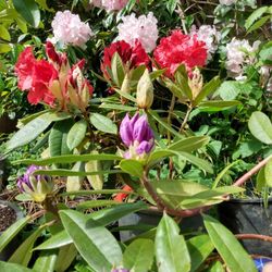 Rhododendrons Potted Organic