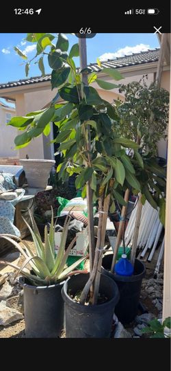 Indian jaman fruit tree $125.00