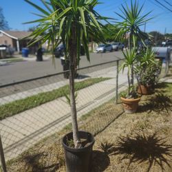 Yucca Tree Plant