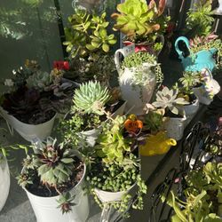 Many Beautiful Succulents 