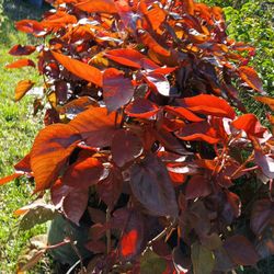 🪴🪴Red Copper Leaf Plants 7gl $16
