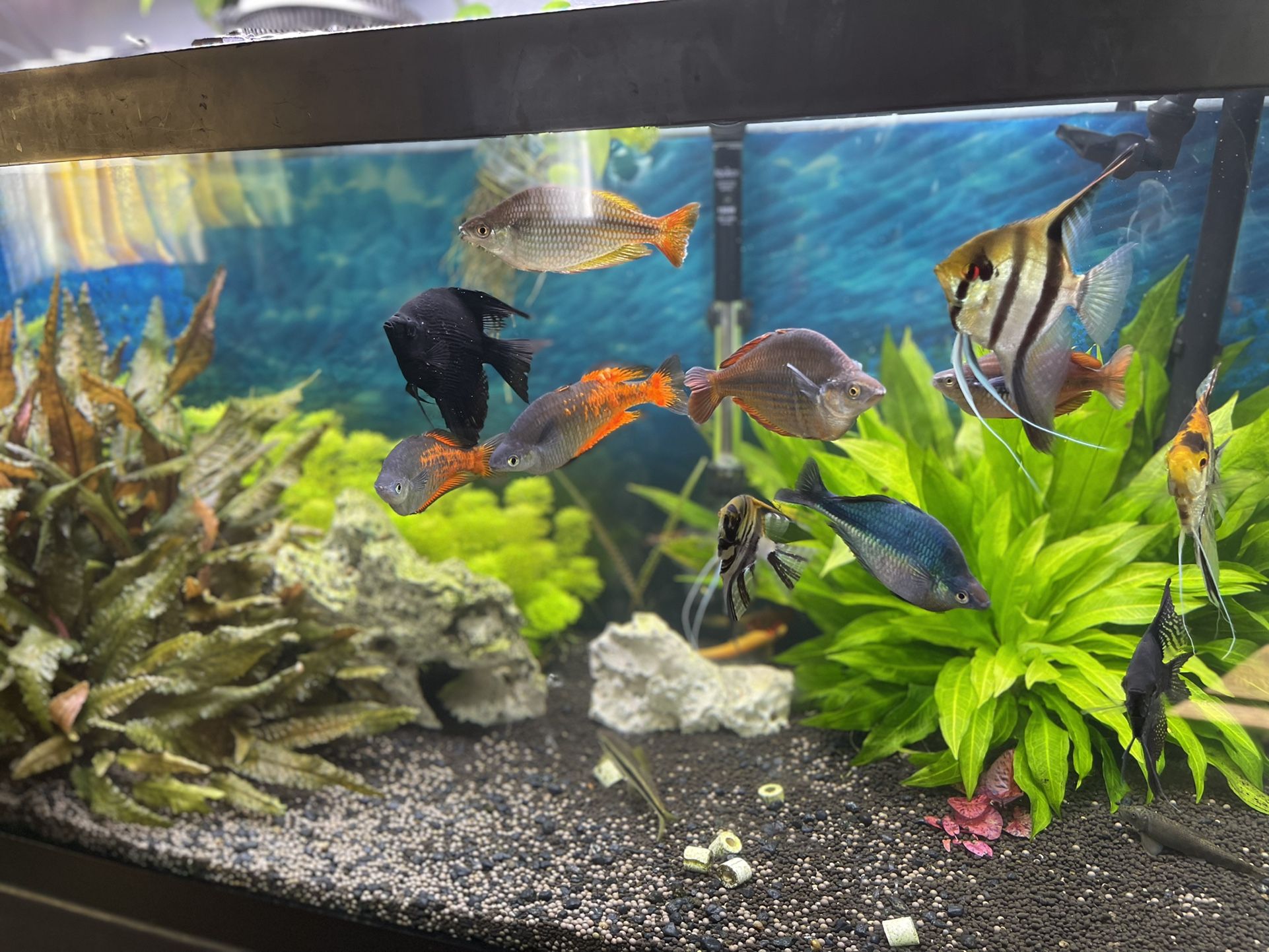 Solo Los Peces