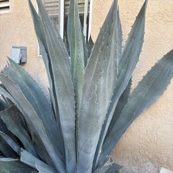Blue Agave Large Plant