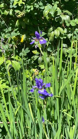Siberian iris