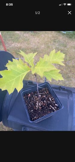 Northern Red Oak seedling